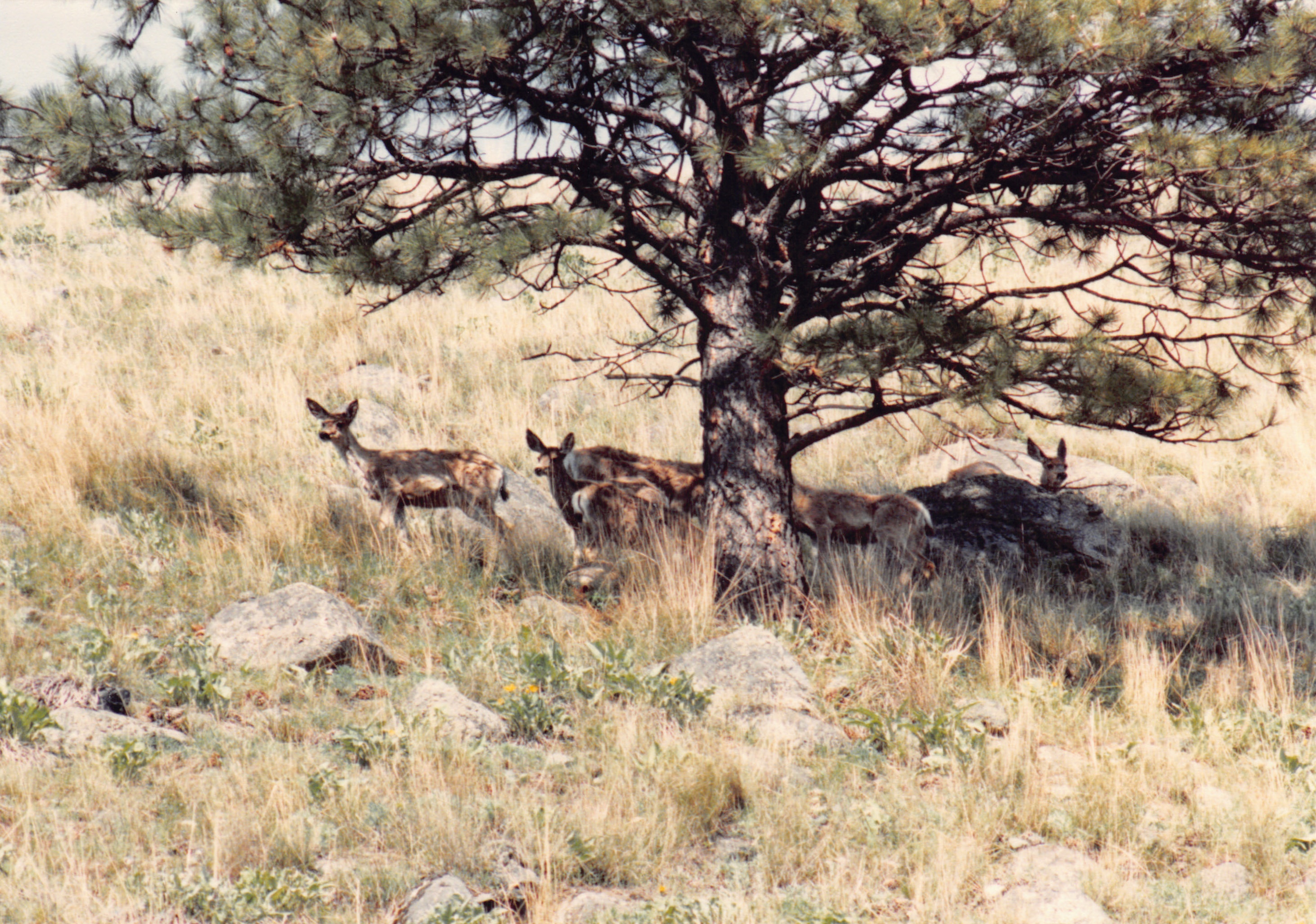 1985_Part 2_01_036.jpg